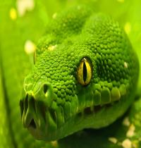 Zamob Green Anaconda