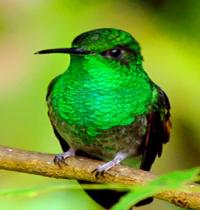Zamob green bird