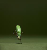 Zamob Green Bug