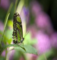 Zamob Green Butterfly