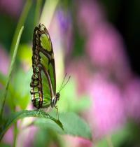 Zamob green butterfly 01