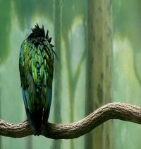 Zamob Green Colored Bird