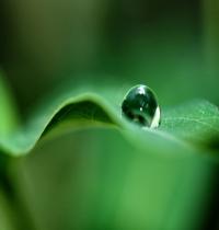 Zamob Green Dew Drop