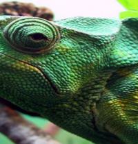 Zamob Green iguana Sad
