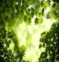 Zamob Green Maple Leaves