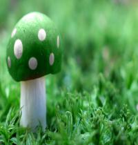 Zamob Green Mushroom Wide