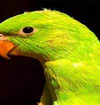 Zamob green parrot