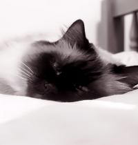 Zamob grey cat