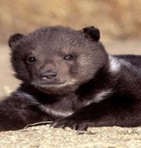 Zamob grizzly cute bear cub