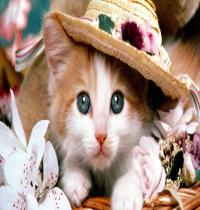 Zamob Hat Tiny Cat