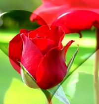 Zamob heart in rose