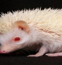 Zamob Hedgehog Albino