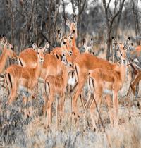 Zamob Herd of Deer