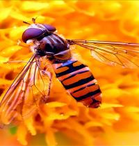Zamob honey bee 8