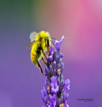 Zamob Honey Bee Lavendar Nectar