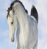 Zamob Horse 03