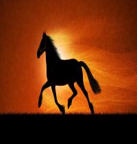 Zamob Horse And Freedom To Run