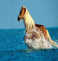 Zamob horse and ocean