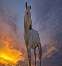 Zamob Horse And Sunset
