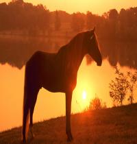 Zamob Horse And Sunset 01