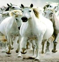 Zamob horse herd