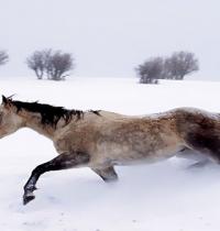 Zamob horse in snow