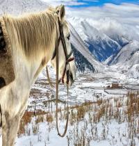 Zamob Horse Landscapes