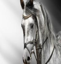 Zamob Horse Photography