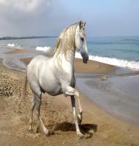 Zamob Horse Running At The Beach