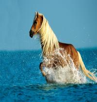 TuneWAP Horse Running Water