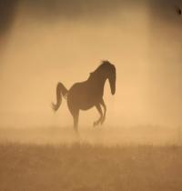 Zamob Horse Silhouette