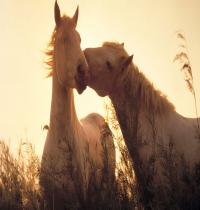 Zamob Horses In Love 01