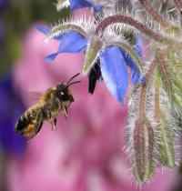 Zamob Hovering Honey Bee