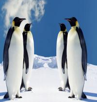 Zamob HQ Penguins