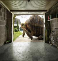 Zamob Huge Tortoise