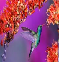 Zamob Hummingbird