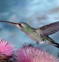 Zamob Hummingbird flying