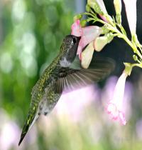 Zamob Hungry Hummingbird