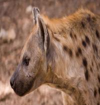 Zamob hyena