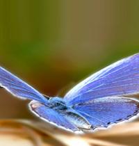 Zamob ice blue butterfly