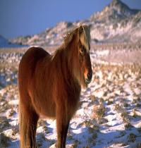 Zamob Icelandic Horse In Winter
