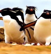 Zamob impish penguins