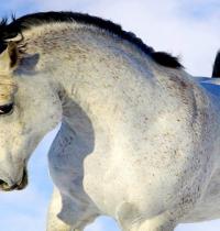 Zamob innocent white horse