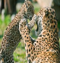 Zamob Jaguar Cub Fighting Mother