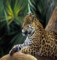 Zamob Jaguar in Amazon Rainforest