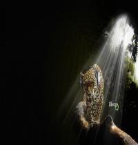 Zamob Jaguar in Audio Jungle