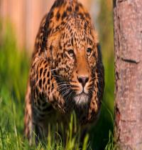 Zamob Jaguar Jump Big Cat Grass