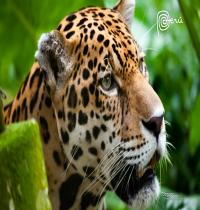 Zamob Jaguar The Big Cat