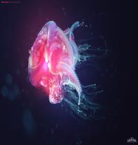 Zamob Jellyfish