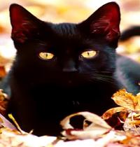 Zamob jet black cat